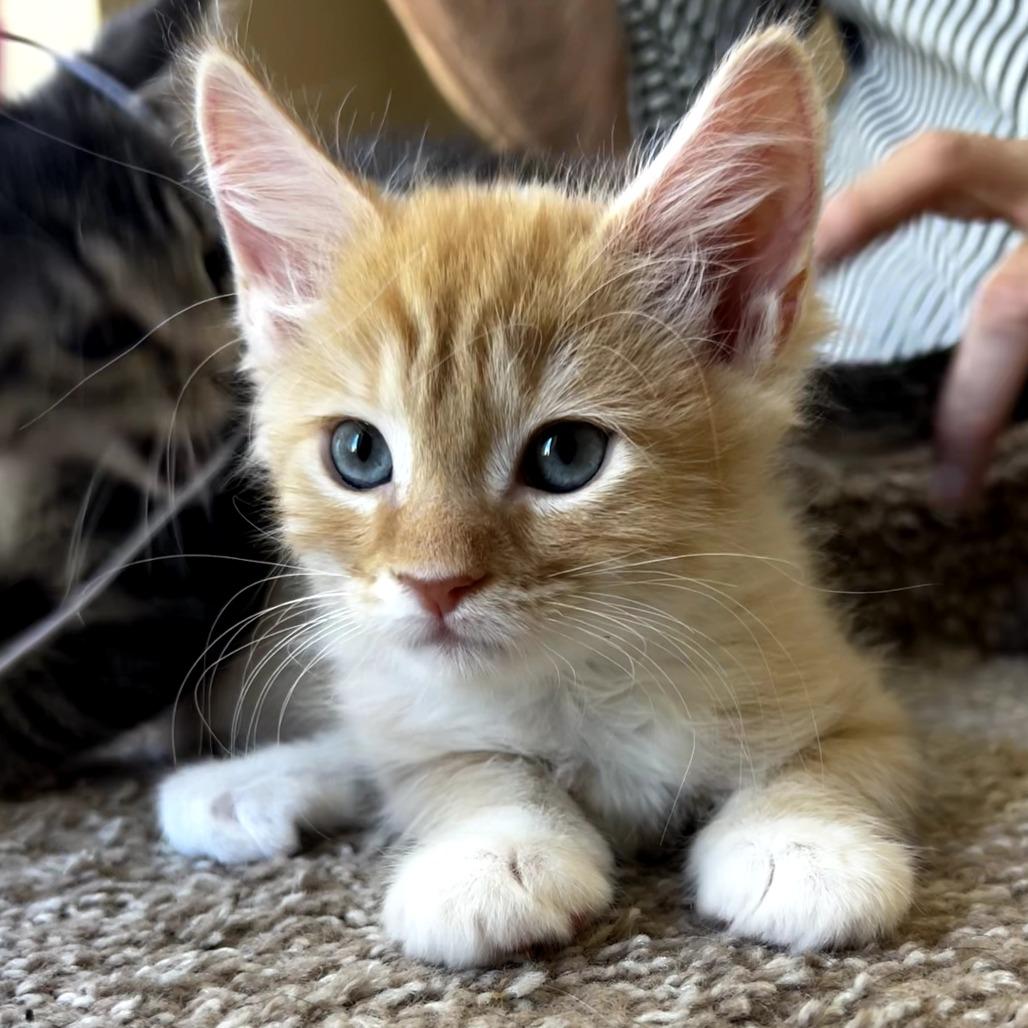 Enlarge Sam-I-Am, an adopted Domestic Short Hair in Parkland, FL image 1/4
