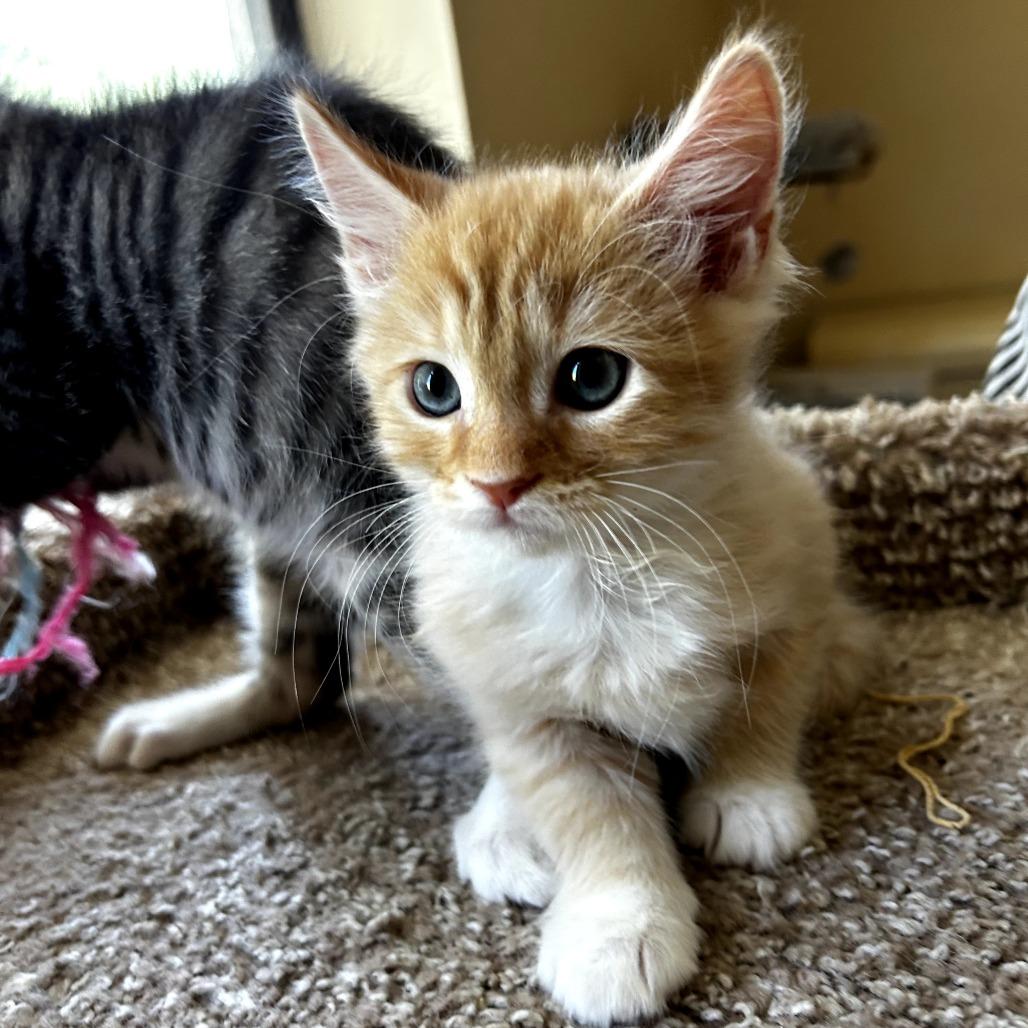 Enlarge Sam-I-Am, an adopted Domestic Short Hair in Parkland, FL image 2/4