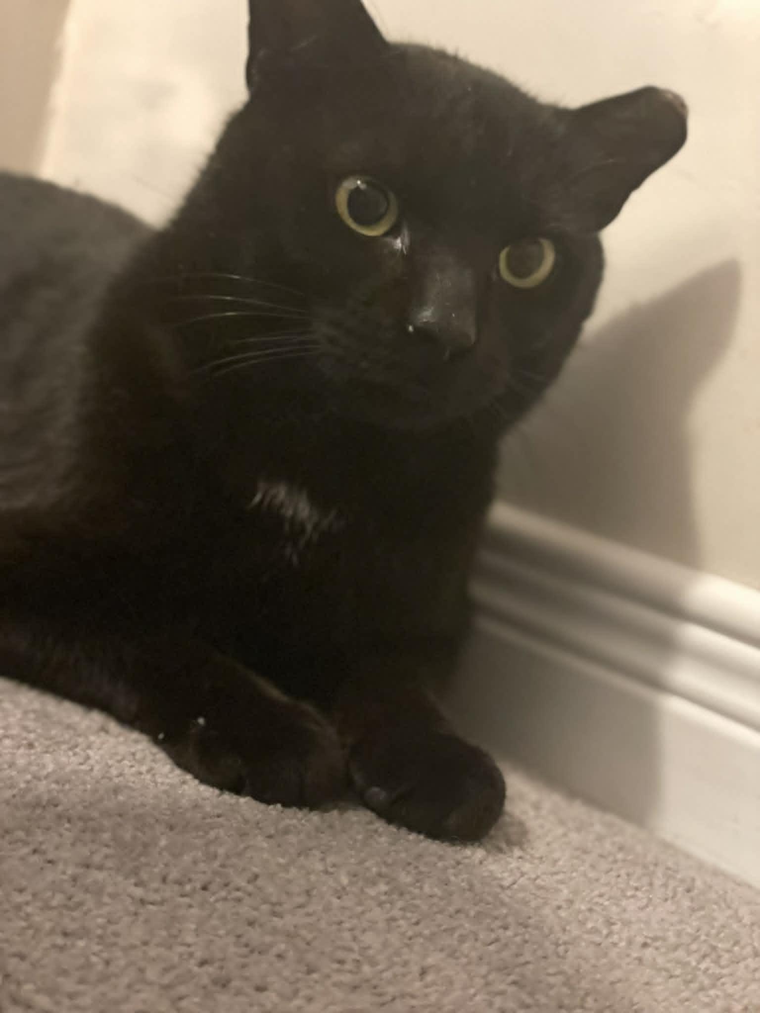 Enlarge Flow, a ADOPTABLE Domestic Short Hair in Ottawa, ON image 5/6