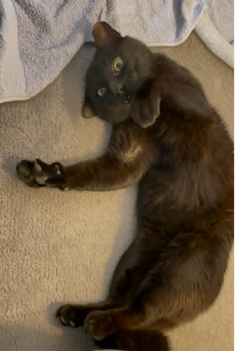 Enlarge Flow, a ADOPTABLE Domestic Short Hair in Ottawa, ON image 3/6