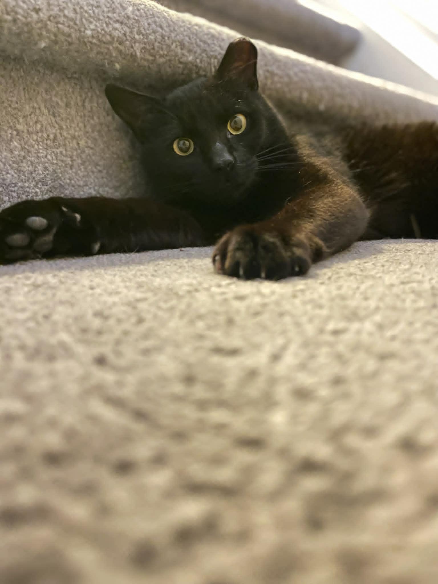 Enlarge Flow, a ADOPTABLE Domestic Short Hair in Ottawa, ON image 4/6