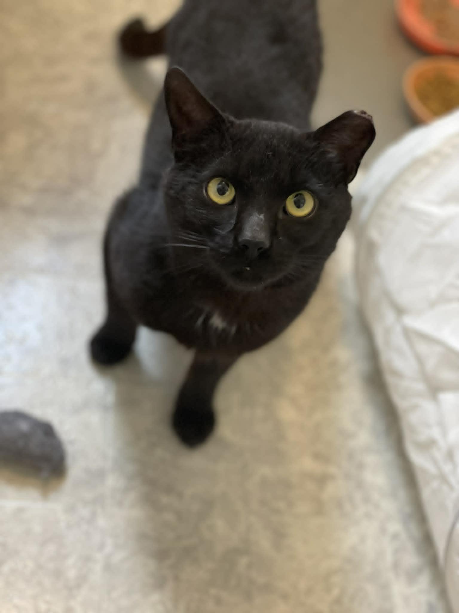 Enlarge Flow, a ADOPTABLE Domestic Short Hair in Ottawa, ON image 6/6