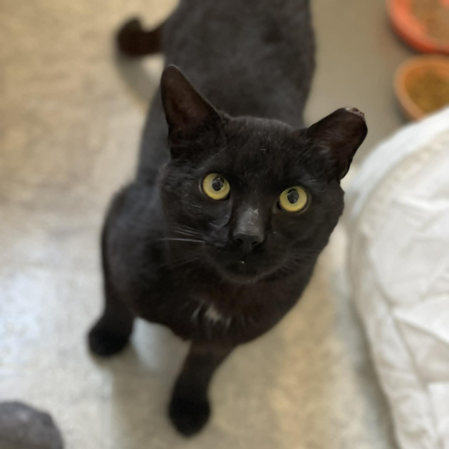 Enlarge Flow, a ADOPTABLE Domestic Short Hair in Ottawa, ON image 2/6
