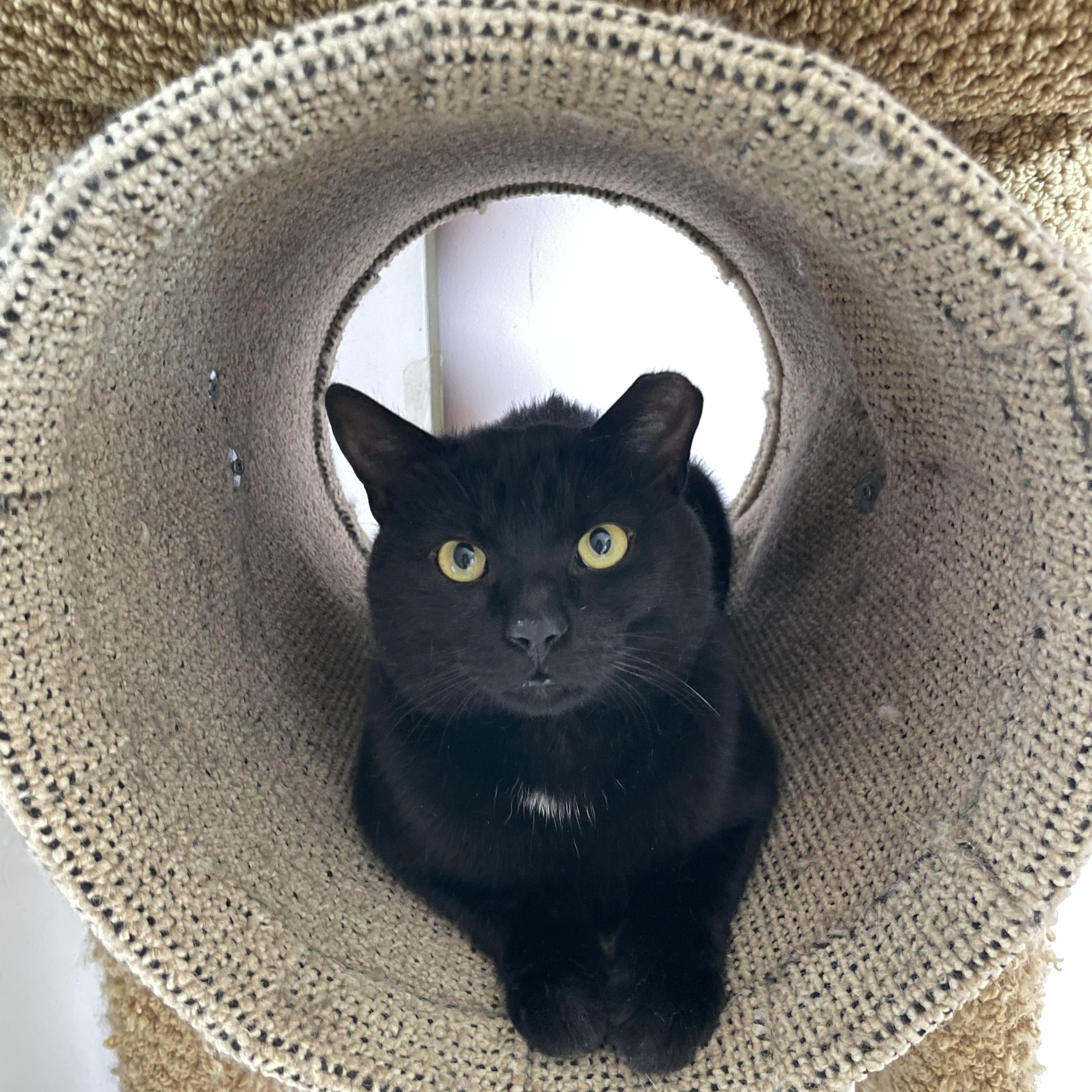 Enlarge Flow, a ADOPTABLE Domestic Short Hair in Ottawa, ON image 1/6