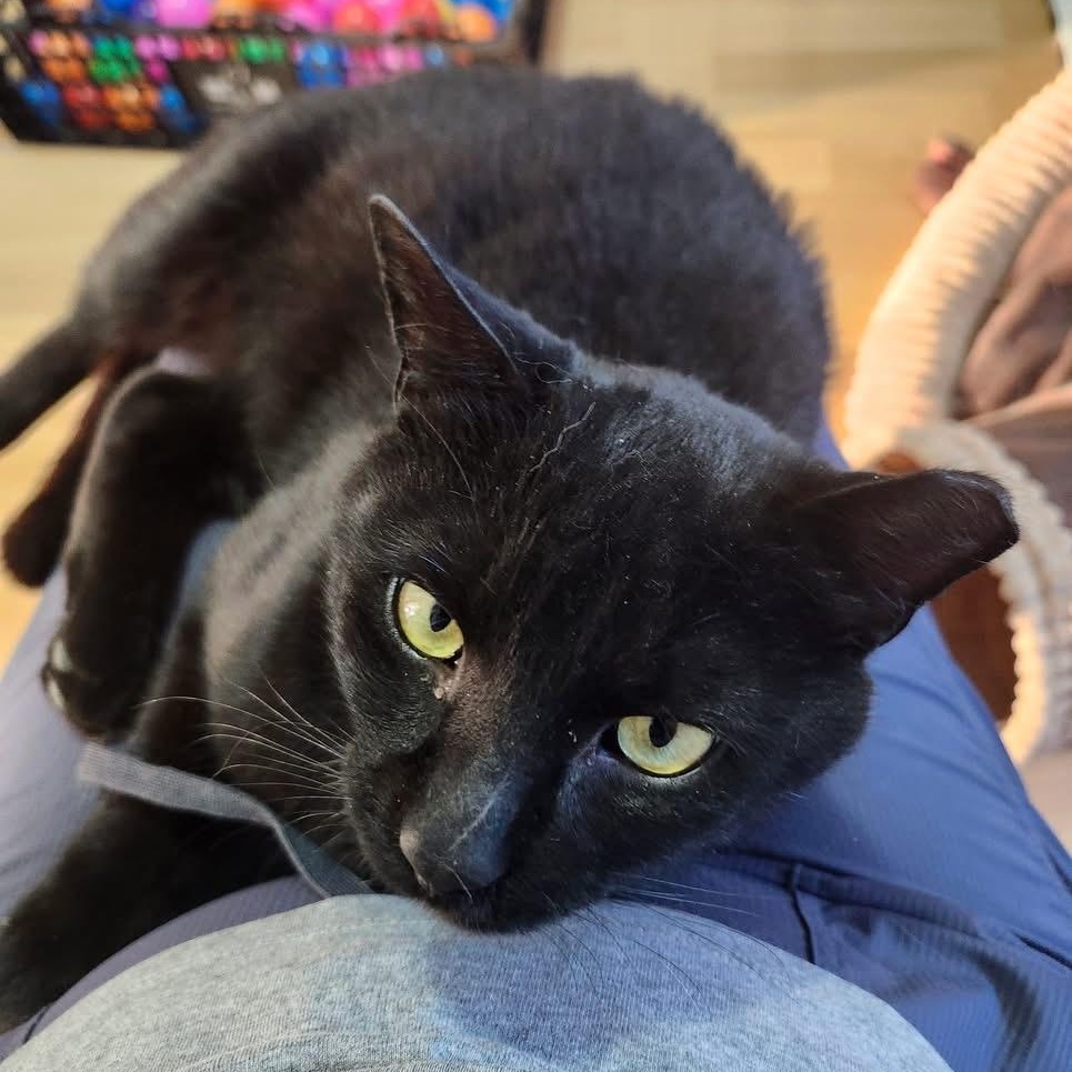 Enlarge Flow, a ADOPTABLE Domestic Short Hair in Ottawa, ON image 3/6