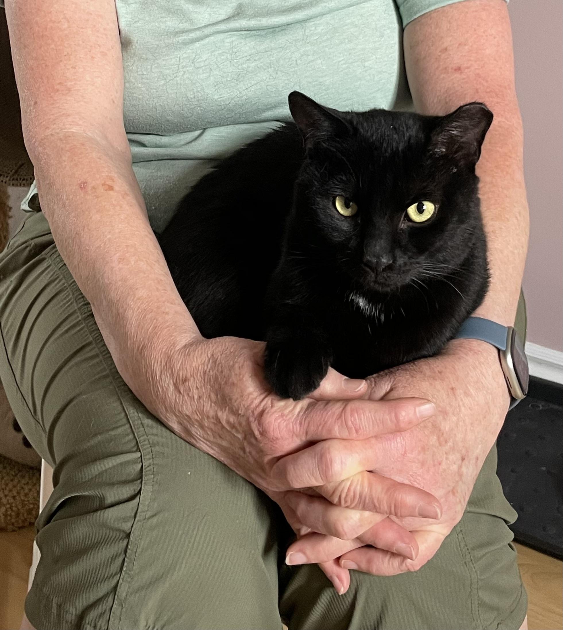 Enlarge Flow, a ADOPTABLE Domestic Short Hair in Ottawa, ON image 5/6