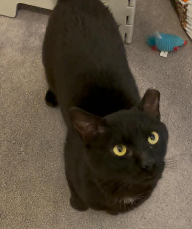 Enlarge Flow, a ADOPTABLE Domestic Short Hair in Ottawa, ON image 2/6