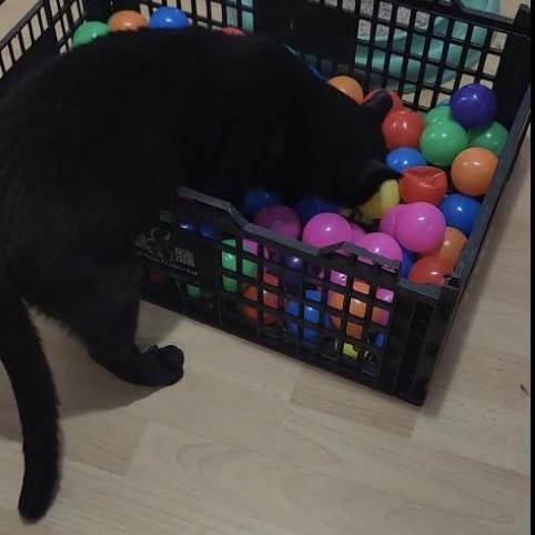 Enlarge Flow, a ADOPTABLE Domestic Short Hair in Ottawa, ON image 4/6