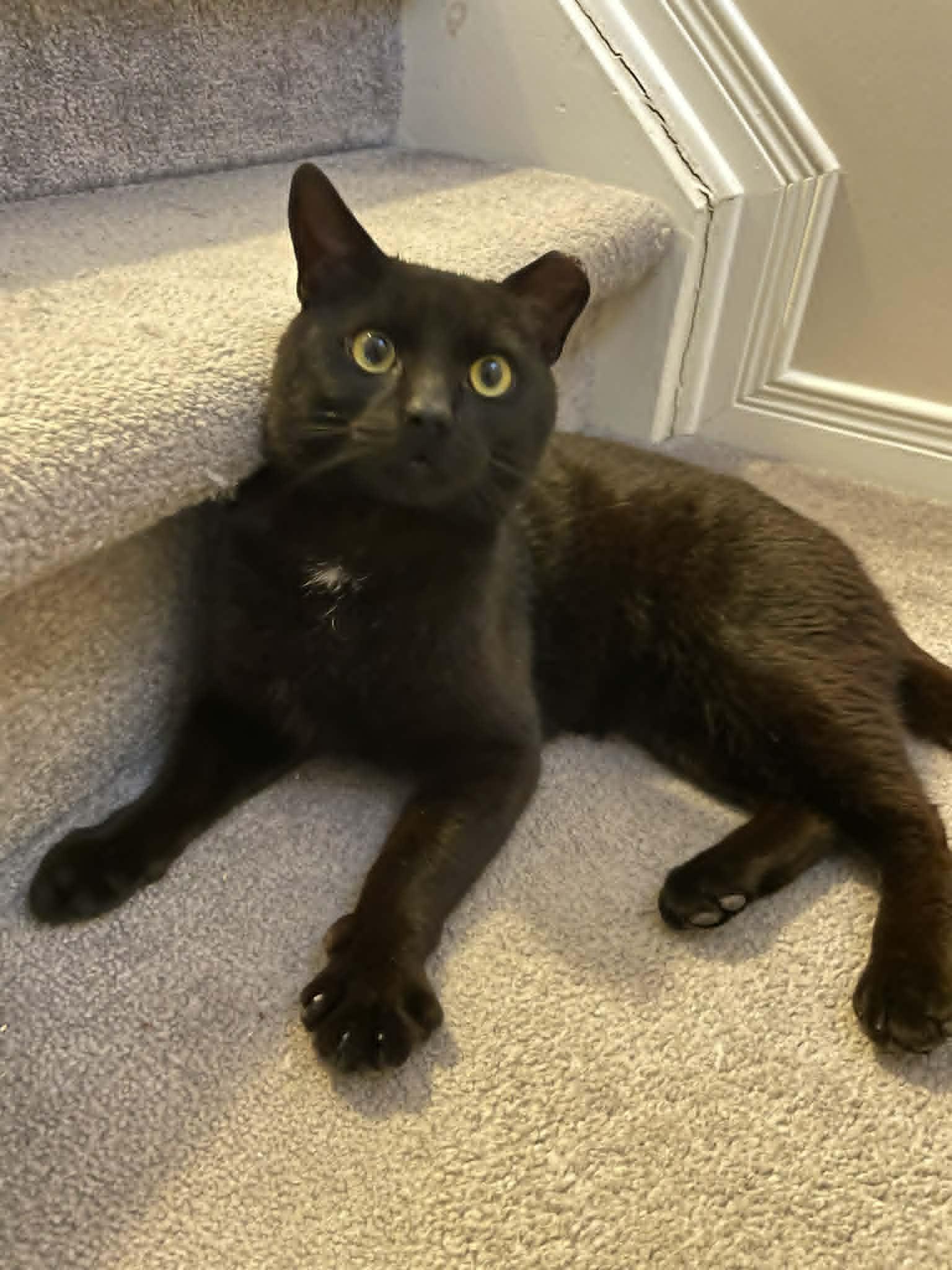 Flow, ADOPTABLE, Adult Male Domestic Short Hair.