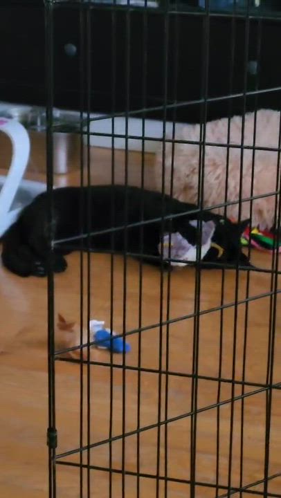 Enlarge Flow, a ADOPTABLE Domestic Short Hair in Ottawa, ON video 6/6