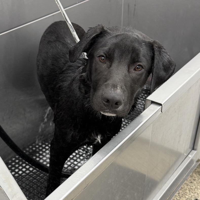Cruz, Adoptable, Young Male American Staffordshire Terrier & German Shepherd Dog.