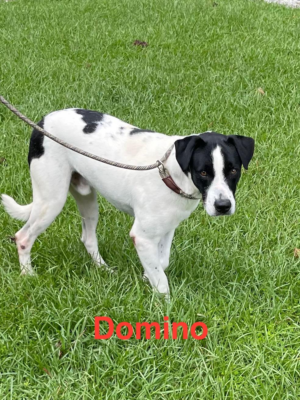 Domino