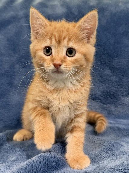 Fontina, Adopted, Kitten Female Domestic Short Hair.