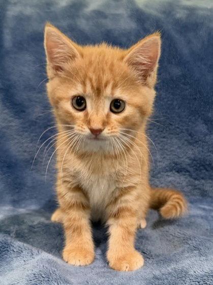 Fontina, a Adopted Domestic Short Hair in Nashville, TN image 2/3
