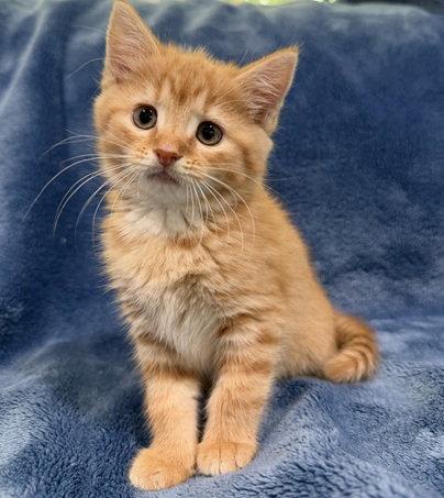 Fontina, a Adopted Domestic Short Hair in Nashville, TN image 3/3