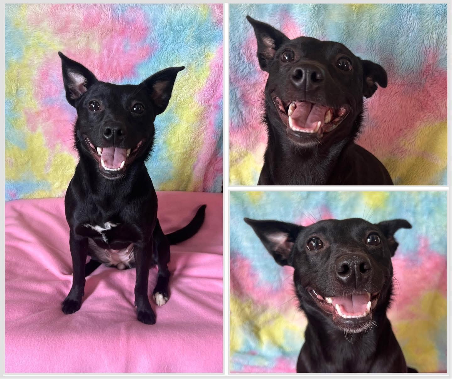 Cookie, ADOPTABLE, Young Female Terrier.