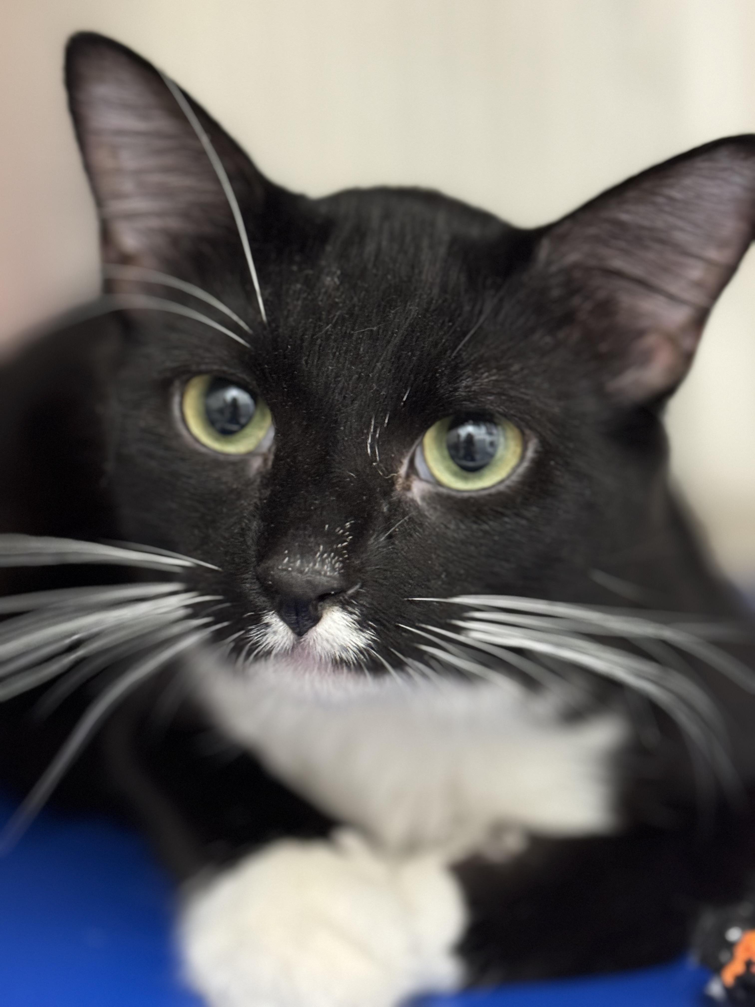 Sammie, Adopted, Adult Male Domestic Medium Hair.