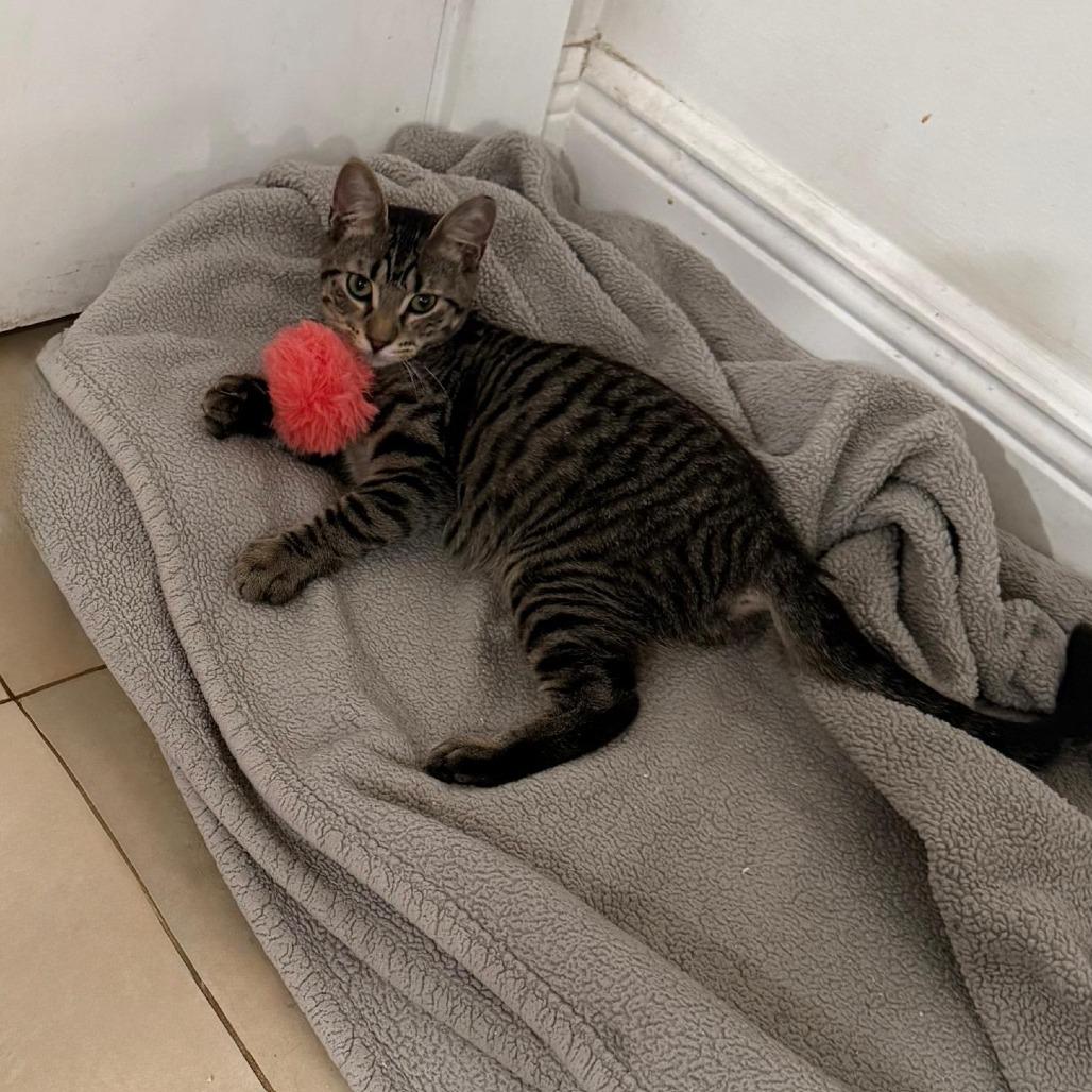 Mikey, Adoptable, Young Male Domestic Short Hair.