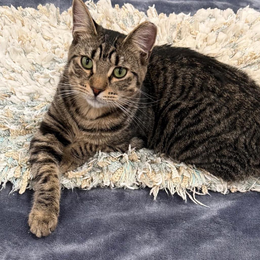 Enlarge Mikey, a Adoptable Domestic Short Hair in Boston, MA image 3/6
