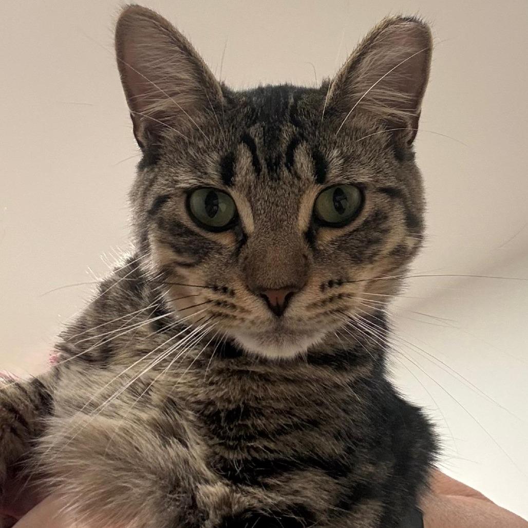 Enlarge Mikey, a Adoptable Domestic Short Hair in Boston, MA image 4/6