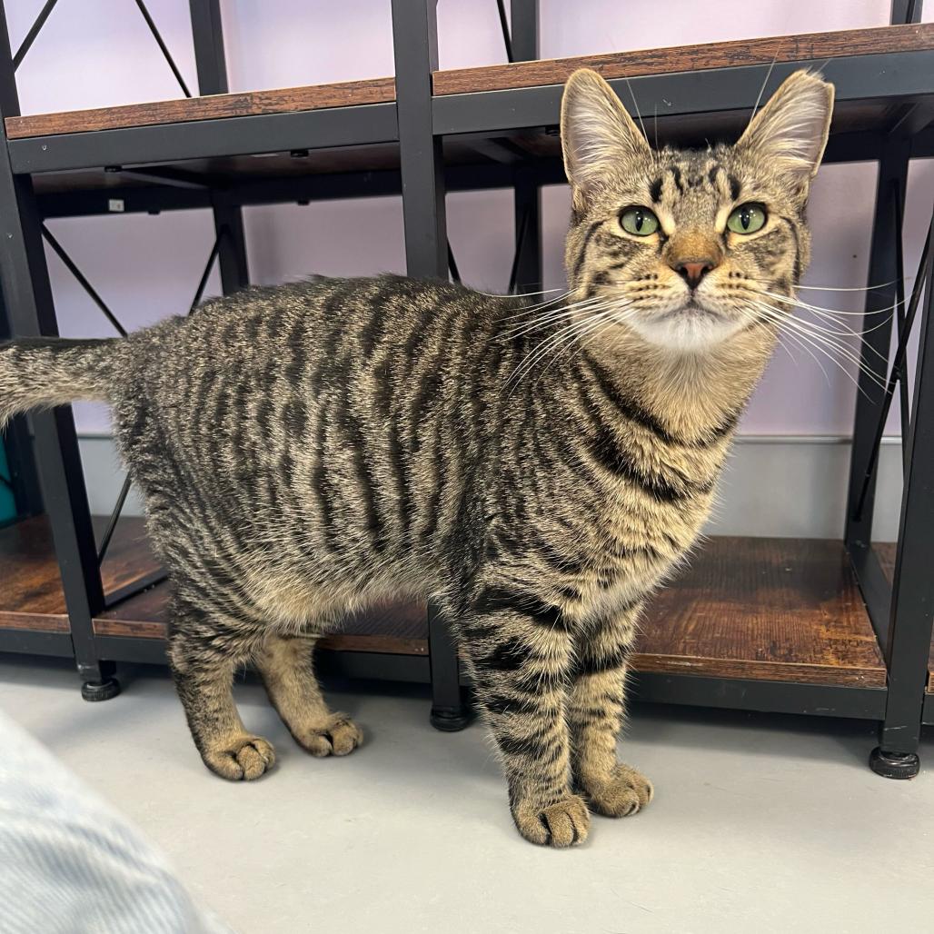 Enlarge Mikey, a Adoptable Domestic Short Hair in Boston, MA image 5/6