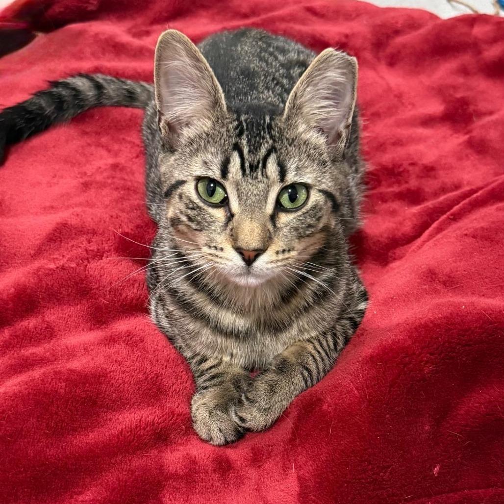 Enlarge Mikey, a Adoptable Domestic Short Hair in Boston, MA image 6/6
