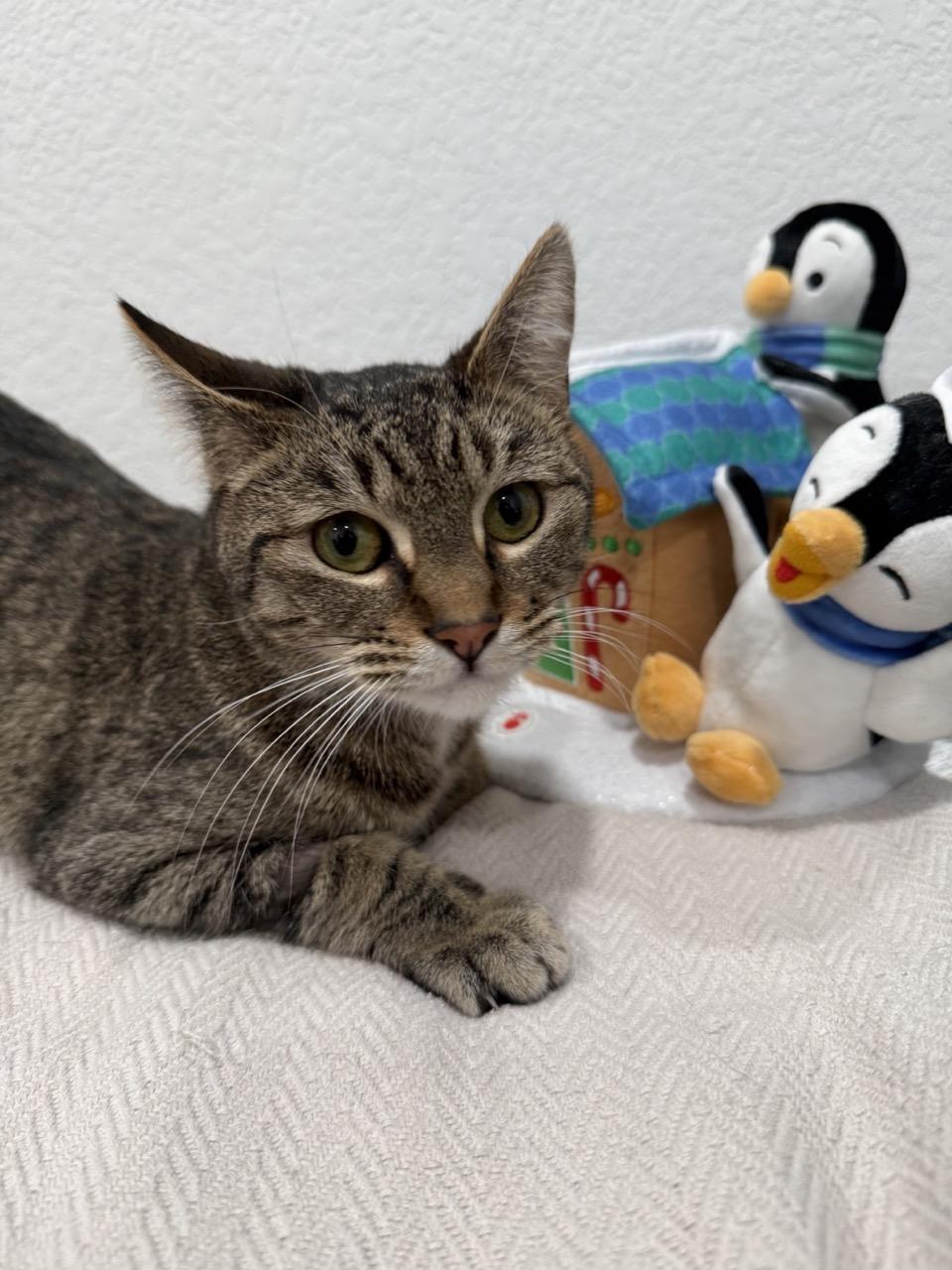 Wilma, a ADOPTABLE Domestic Short Hair in Las Vegas, NV image 1/2