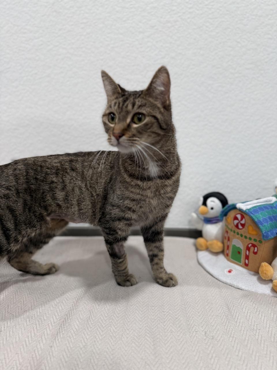 Wilma, a ADOPTABLE Domestic Short Hair in Las Vegas, NV image 2/2