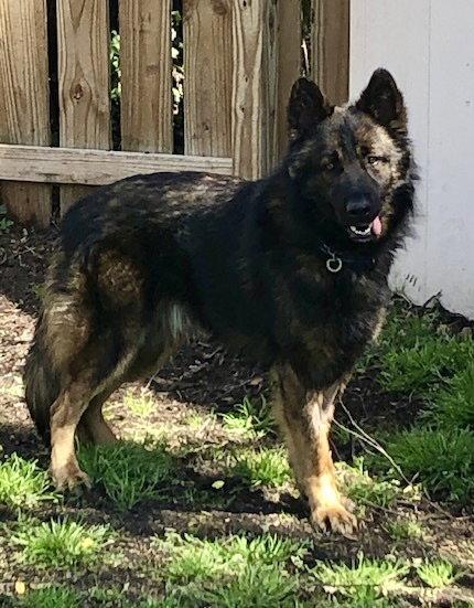Nero, Adoptable, Adult Male German Shepherd Dog.