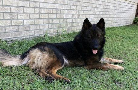 Nero, a Adoptable German Shepherd Dog in Rocky Point, NC image 2/3