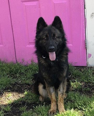 Nero, a Adoptable German Shepherd Dog in Rocky Point, NC image 3/3