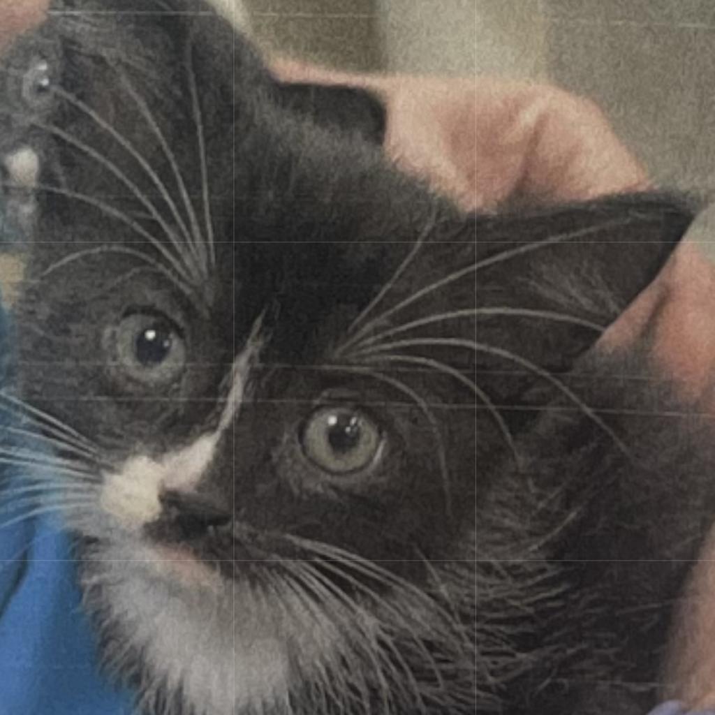 Enlarge Pugsley, a Adoptable Domestic Short Hair in Donalsonville, GA image 1/2