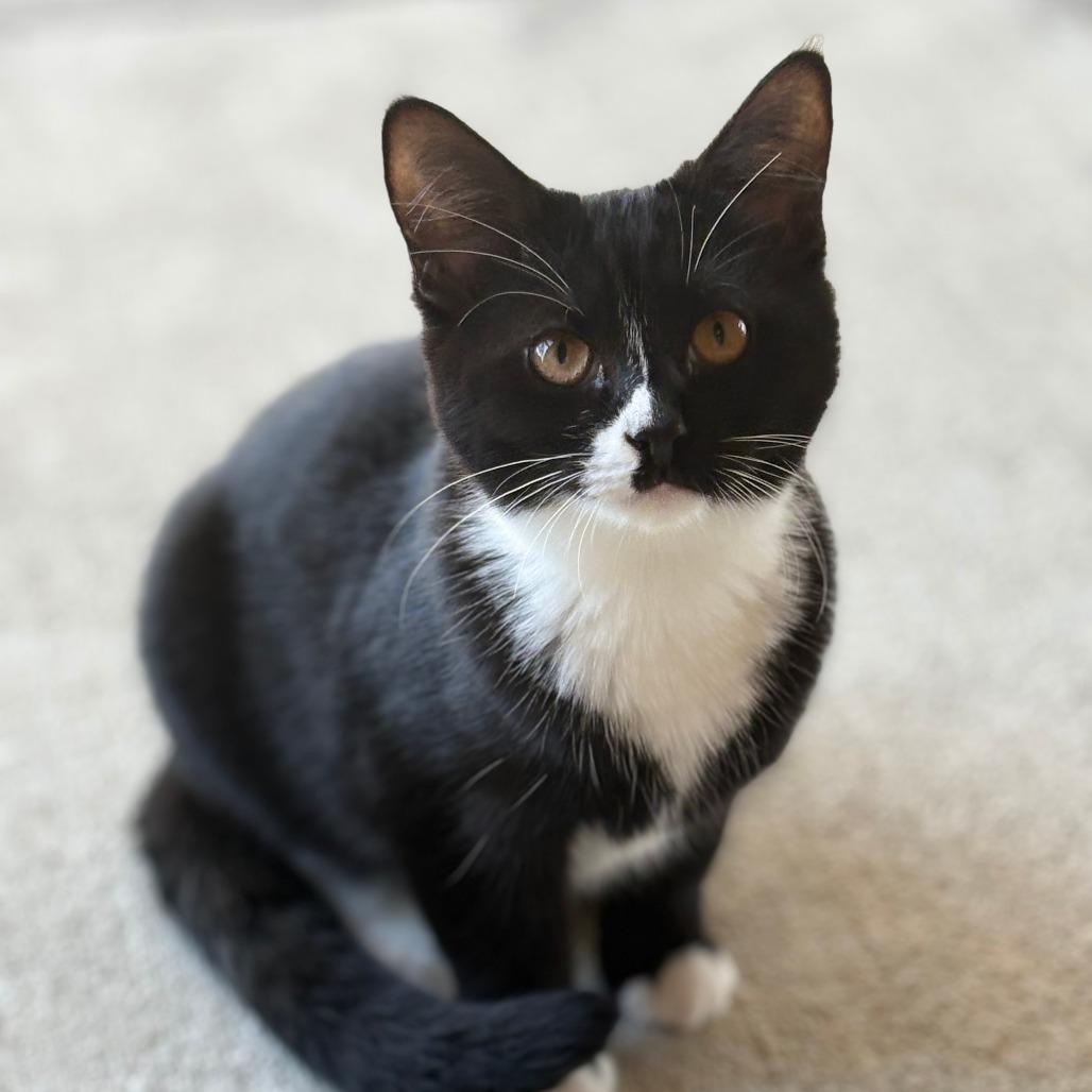 Enlarge Pugsley, a Adoptable Domestic Short Hair in Donalsonville, GA image 2/2