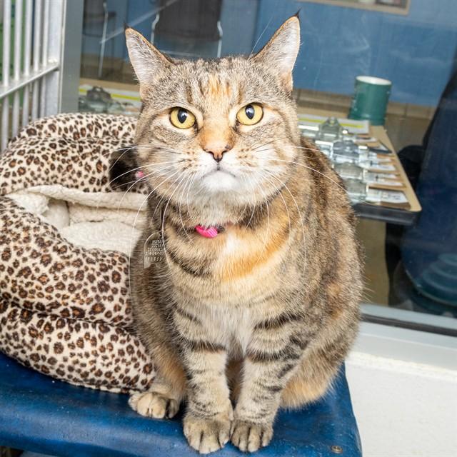 MABLE, Adoptable, Young Female Domestic Short Hair.