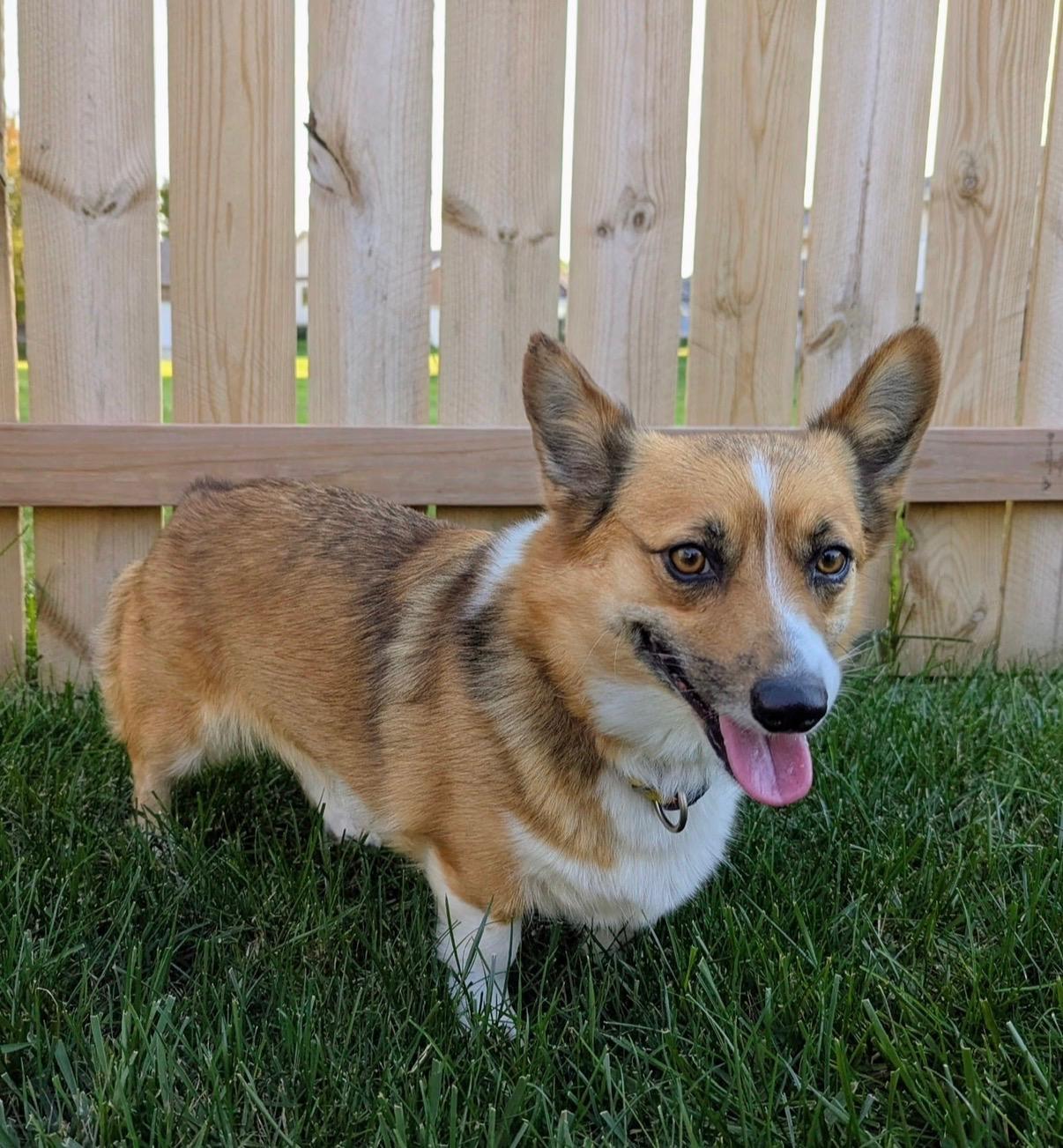 Ruby, Adopted, Young Female Pembroke Welsh Corgi.