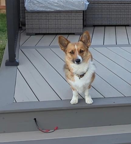 Ruby, a Adopted Pembroke Welsh Corgi in Lincoln, NE image 2/6