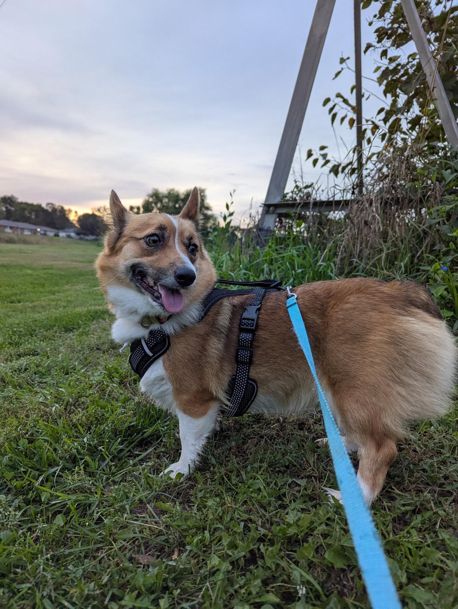 Ruby, a Adopted Pembroke Welsh Corgi in Lincoln, NE image 3/6