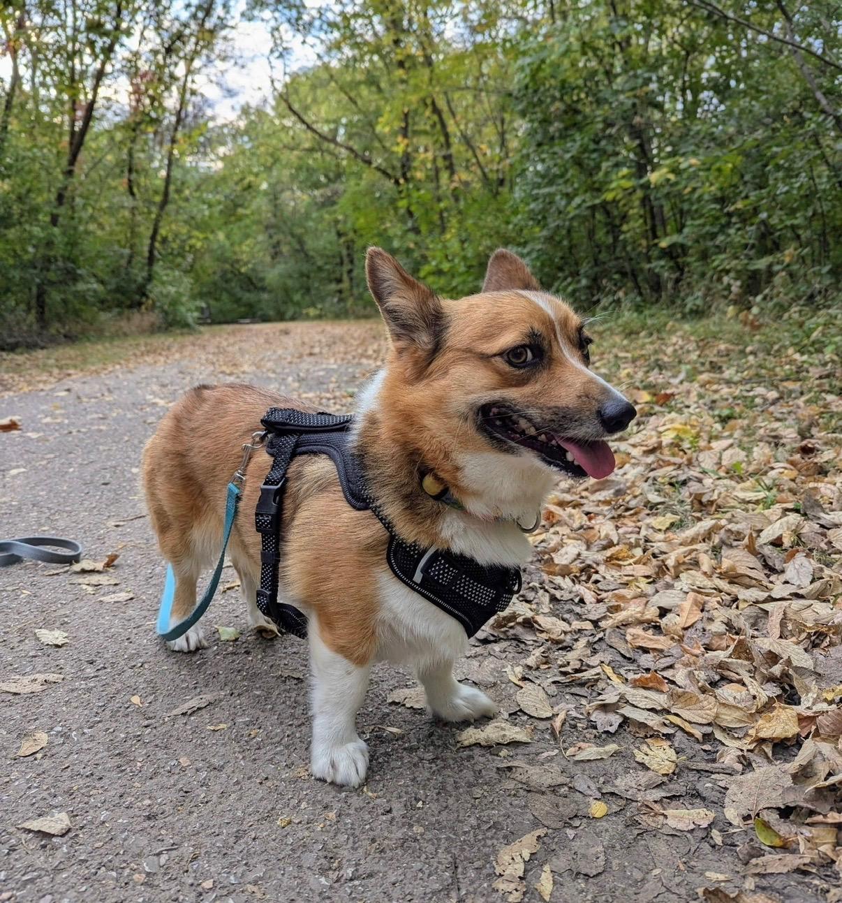 Ruby, a Adopted Pembroke Welsh Corgi in Lincoln, NE image 4/6