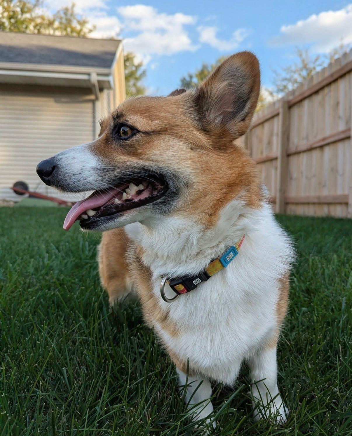 Ruby, a Adopted Pembroke Welsh Corgi in Lincoln, NE image 5/6