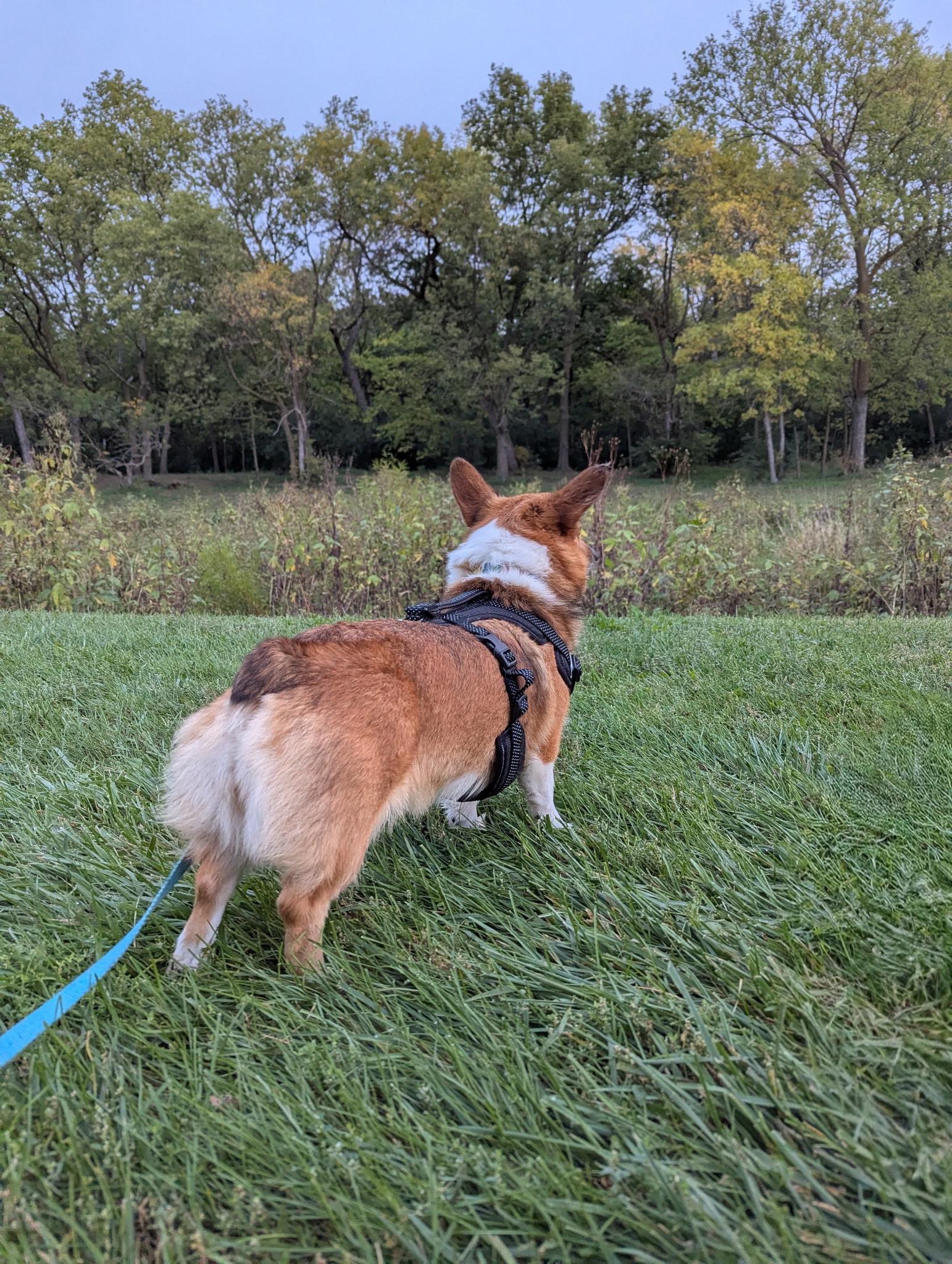 Ruby, a Adopted Pembroke Welsh Corgi in Lincoln, NE image 6/6