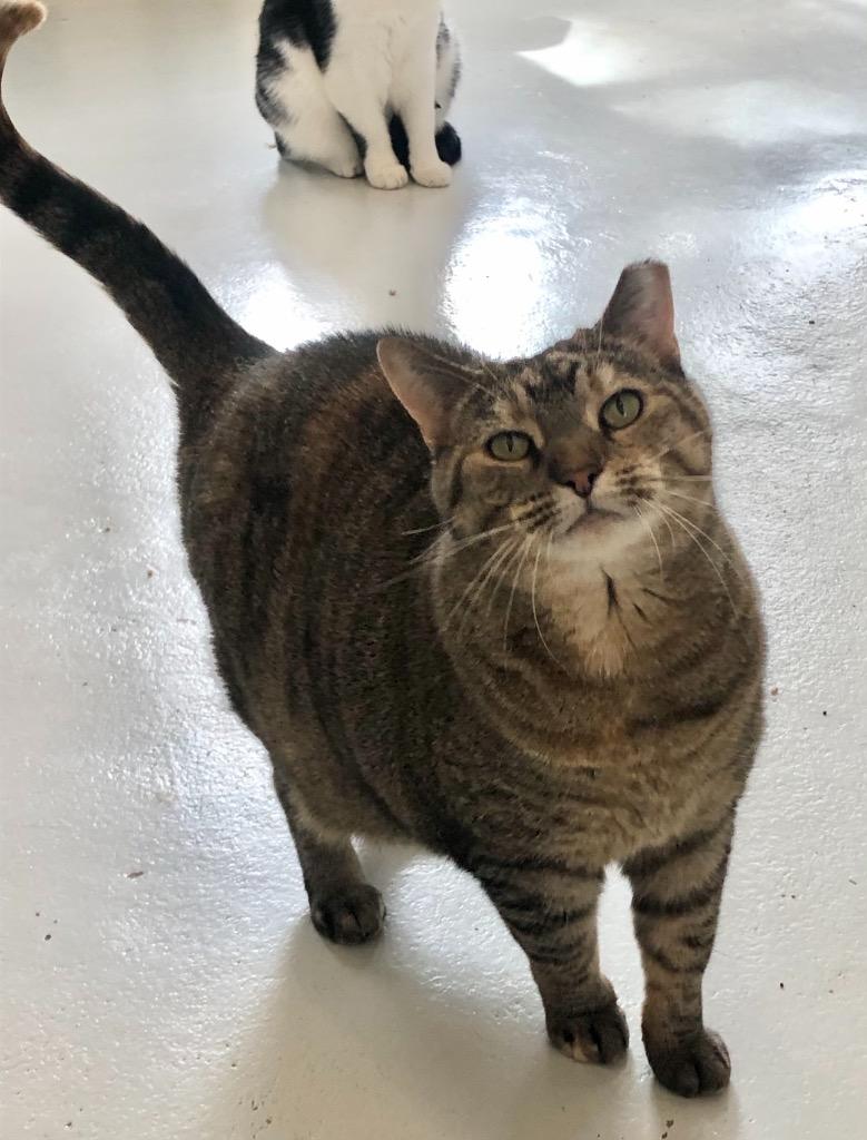 Munchie, Adoptable, Senior Female Domestic Short Hair.