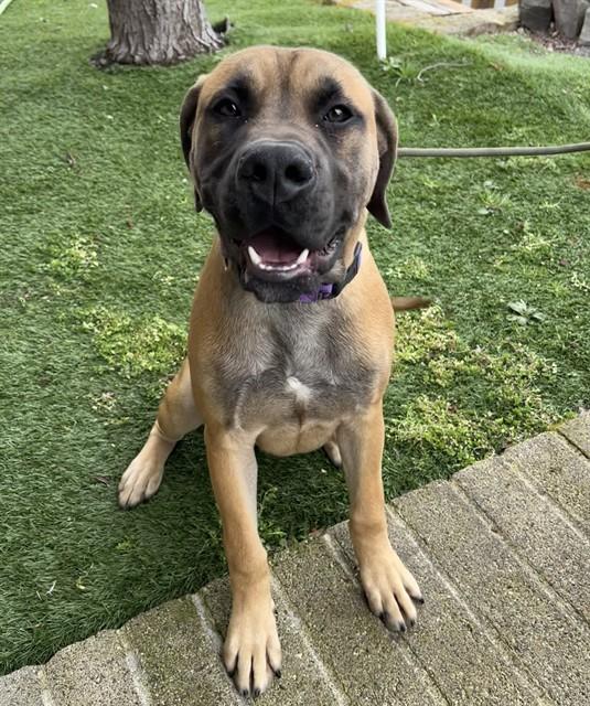 Enlarge Peanut, a ADOPTABLE mixed breed in Phoenix, OR image 3/3