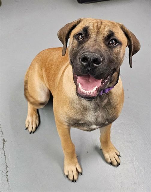 Peanut, ADOPTABLE, Young Male Mastiff.