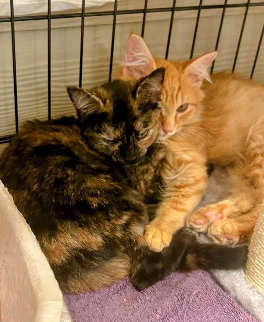 MURPHY AND BIRDIE, ADOPTABLE, Kitten Male Domestic Medium Hair & Tortoiseshell.