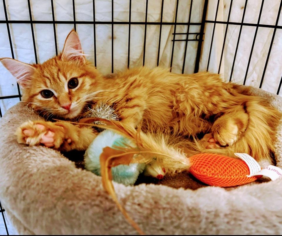 MURPHY AND BIRDIE, ADOPTABLE, Kitten Male Domestic Medium Hair & Tortoiseshell.