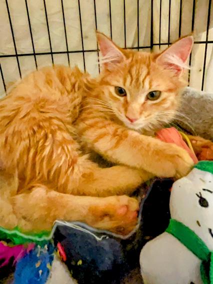 Enlarge MURPHY AND BIRDIE, a ADOPTABLE mixed breed in Atlanta, GA image 2/6