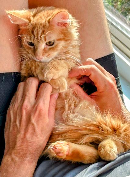 Enlarge MURPHY AND BIRDIE, a ADOPTABLE mixed breed in Atlanta, GA image 3/6