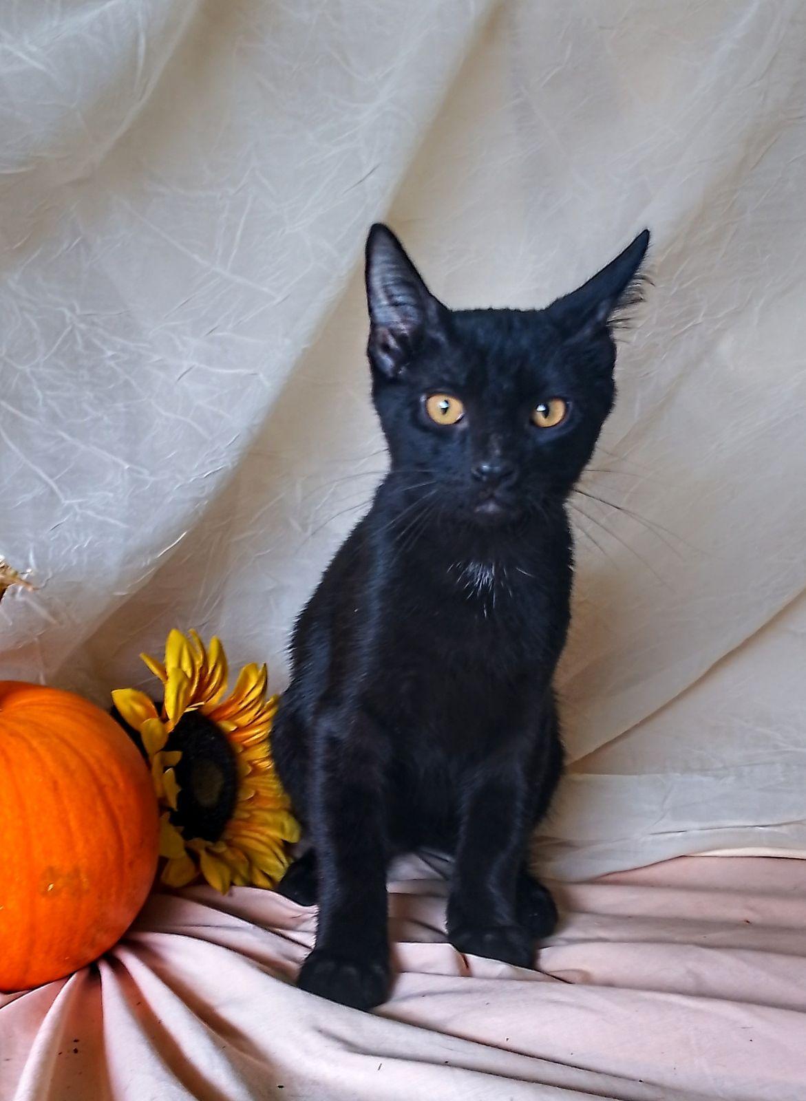 Paris 762, Adoptable, Kitten Female Domestic Short Hair.