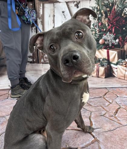 Vincent, Adoptable, Adult Male Pit Bull Terrier & Mixed Breed.