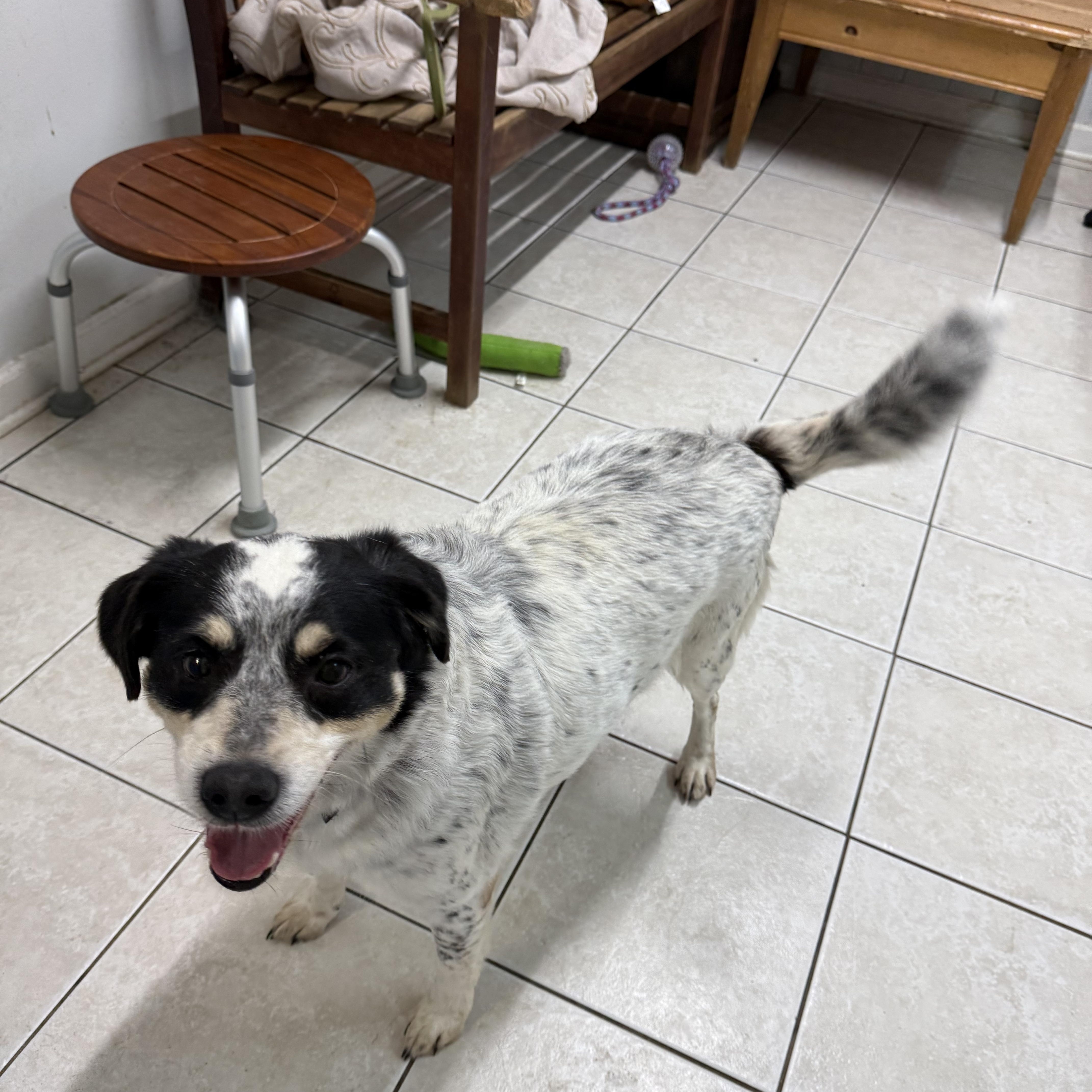 Enlarge Bandit, a Adoptable mixed breed in Hendersonville, TN image 1/1